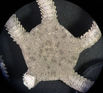 Media type: image; Invertebrate Zoology OPH-6157